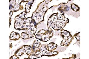 IHC analysis of BRSK1 using anti-BRSK1 antibody (ABIN7600990). (BRSK1 antibody  (AA 269-321))