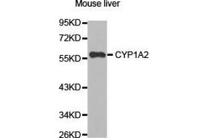 Western Blotting (WB) image for anti-Cytochrome P450, Family 1, Subfamily A, Polypeptide 2 (CYP1A2) antibody (ABIN1872162) (CYP1A2 antibody)