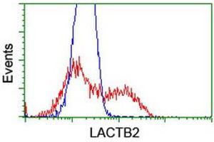 HEK293T cells transfected with either RC201465 overexpress plasmid (Red) or empty vector control plasmid (Blue) were immunostained by anti-LACTB2 antibody (ABIN2454347), and then analyzed by flow cytometry. (LACTB2 antibody  (AA 78-288))