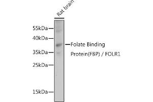 Western blot analysis of extracts of Rat brain, using Folate Binding Protein(FBP) / FOLR1 antibody (ABIN7267224) at 1:1000 dilution. (FOLR1 antibody  (AA 25-93))