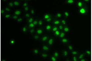 Immunofluorescence (IF) image for anti-HIRA Interacting Protein 3 (HIRIP3) antibody (ABIN7262957)