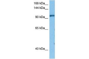 Host:  Mouse  Target Name:  TAF1  Sample Tissue:  Mouse Heart  Antibody Dilution:  1ug/ml