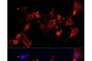 Immunofluorescence analysis of NIH-3T3 cells using CLUH Polyclonal Antibody at dilution of 1:100 (40x lens). (CLUH antibody)