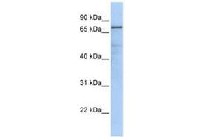 Image no. 1 for anti-Guanine Monophosphate Synthetase (GMPS) (AA 251-300) antibody (ABIN6741034) (GMP Synthase antibody  (AA 251-300))