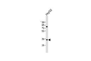 Anti-AKR7L Antibody (N-Term)at 1:2000 dilution + HepG2 whole cell lysates Lysates/proteins at 20 μg per lane. (AKR7L antibody  (AA 32-64))