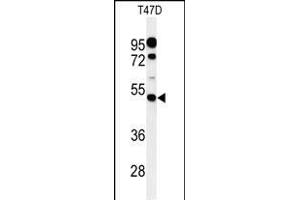 Western blot analysis of PIGM Antibody (C-term) (ABIN650949 and ABIN2840006) in T47D cell line lysates (35 μg/lane). (PIGM antibody  (C-Term))