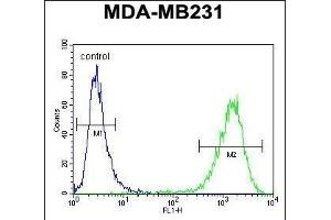 C Antibody (Center) (ABIN654467 and ABIN2844201) flow cytometric analysis of MDA-M cells (right histogram) compared to a negative control cell (left histogram). (CF150 (AA 266-295) antibody)