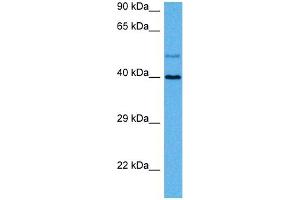 Host:  Rat  Target Name:  GJA8  Sample Tissue:  Rat Skeletal Muscle  Antibody Dilution:  1ug/ml (GJA8 antibody  (N-Term))