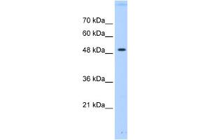 WB Suggested Anti-PTPN1 Antibody Titration:  0. (PTPN1 antibody  (Middle Region))