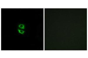 Immunofluorescence (IF) image for anti-Ribosomal Protein L39 (RPL39) (N-Term) antibody (ABIN1850638)