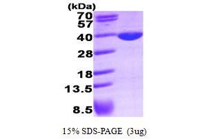 SDS-PAGE (SDS) image for Lactate Dehydrogenase A (LDHA) (AA 1-332) protein (His tag) (ABIN666950) (Lactate Dehydrogenase A Protein (LDHA) (AA 1-332) (His tag))