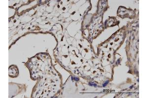 Immunoperoxidase of monoclonal antibody to ATP6V1A on formalin-fixed paraffin-embedded human placenta. (ATP6V1A antibody  (AA 508-617))