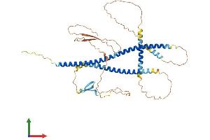 AlphaFold protein structure predicition of Human Recombinant CBY2 Protein, UniprotID Q8NA61