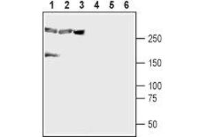 Western Blotting (WB) image for anti-Calcium Channel, Voltage-Dependent, L Type, alpha 1D Subunit (CACNA1D) (AA 859-875), (Intracellular) antibody (ABIN7043003)