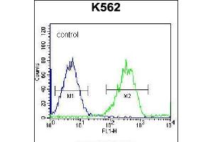 Flow cytometric analysis of K562 cells (right histogram) compared to a negative control cell (left histogram). (FAM105A antibody  (AA 196-224))