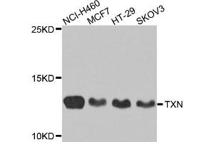 Western blot analysis of extracts of various cell lines, using TXN antibody. (TXN antibody)