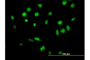 Immunofluorescence of  purified  MaxPab antibody to GPS1 on HeLa cell.