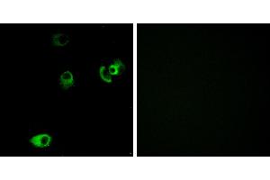 Peptide - +Western blot analysis of extracts from MCF-7 cells and HUVEC cells, using DRD4 antibody.