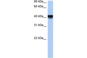 Western Blotting (WB) image for anti-Engrailed Homeobox 2 (EN2) antibody (ABIN2460205)