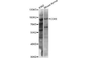 Western blot analysis of extracts of various cell lines, using CCR9 antibody (ABIN6291838) at 1:1000 dilution.
