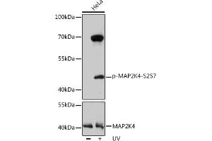 Western blot analysis of extracts of HeLa cells, using Phospho-MK4-S257 pAb  at 1:1000 dilution or MK4 antibody (ABIN7268641). (MAP2K4 antibody  (pSer257))