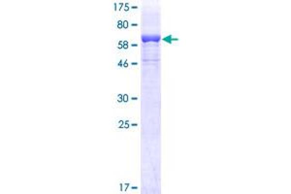 LCAT Protein (AA 1-440) (GST tag)