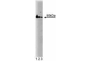 Western blot analysis of Hsp90 on a HeLa cell lysate (Human cervical epitheloid carcinoma, ATCC CCL-2. (HSP90 antibody  (AA 586-732))