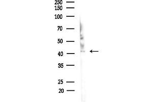 anti-Guanine Nucleotide Binding Protein (G Protein), alpha Inhibiting Activity Polypeptide 3 (GNAI3) (N-Term) antibody