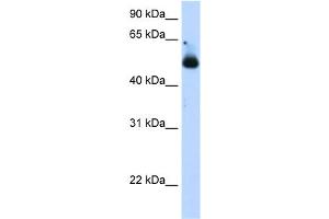 WB Suggested Anti-TRIM21 Antibody Titration:  1. (TRIM21 antibody  (C-Term))