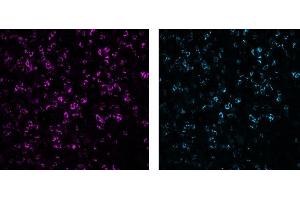 Immunofluorescence analysis of human tonsil frozen section using CD8 (C8/144B, 5 μg/mL) Mouse mAb, labelled with Alexa Fluor® 568 (left, control) and CD8 (3ALB177, 10 μg/mL) monoclonal LIMAAbody®, labelled with Alexa Fluor® 647, on Zeiss Observer 7. (Recombinant CD8 antibody  (Extracellular Domain))