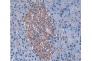 Used in DAB staining on fromalin fixed paraffin- embedded pancreas tissue (NT5C antibody  (AA 55-198))