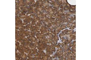 Immunohistochemical staining (Formalin-fixed paraffin-embedded sections) of human pancreas with NDUFS3 polyclonal antibody  shows strong cytoplasmic positivity in exocrine glandular cells. (NDUFS3 antibody)