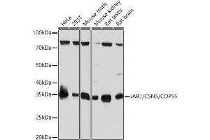 COPS5 antibody