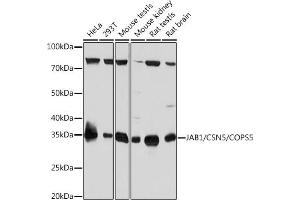 Western blot analysis of extracts of various cell lines, using J/CSN5/COPS5 Rabbit mAb (ABIN7266497) at 1:1000 dilution. (COPS5 antibody)