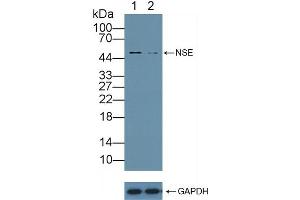 Western Blotting (WB) image for anti-Enolase 2 (Gamma, Neuronal) (ENO2) (AA 2-434) antibody (ABIN7431956)