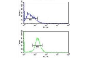 NKX3. (NKX3-1 antibody  (AA 118-145))
