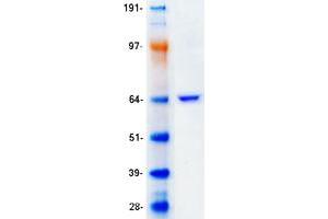 Validation with Western Blot (PLIN1 Protein (Transcript Variant 1) (Myc-DYKDDDDK Tag))