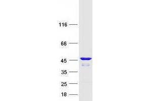 Validation with Western Blot (Cytohesin 1 Protein (CYTH1) (Transcript Variant 1) (Myc-DYKDDDDK Tag))