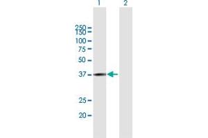 Western Blot analysis of RPUSD3 expression in transfected 293T cell line by RPUSD3 MaxPab polyclonal antibody. (RPUSD3 antibody  (AA 1-343))