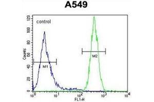 Flow cytometric analysis of A549 cells using GOLGA2L1 Antibody (C-term) Cat. (GOLGA2P5 antibody  (C-Term))