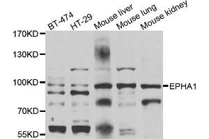Western blot analysis of extracts of various cell lines, using EPHA1 antibody.