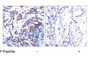 Image no. 1 for anti-Jun Proto-Oncogene (JUN) (pSer73) antibody (ABIN196613) (C-JUN antibody  (pSer73))