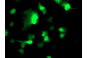 Anti-NDEL1 mouse monoclonal antibody (ABIN2454897) immunofluorescent staining of COS7 cells transiently transfected by pCMV6-ENTRY NDEL1 (RC212323). (NDEL1 antibody)
