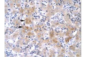 Image no. 1 for anti-LIM Homeobox 1 (LHX1) (C-Term) antibody (ABIN202446) (LHX1 antibody  (C-Term))