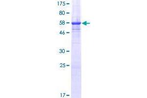Image no. 1 for CD300a (CD300A) (AA 1-299) protein (GST tag) (ABIN1348601) (CD300a Protein (CD300A) (AA 1-299) (GST tag))