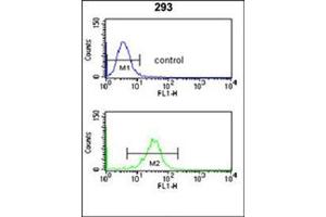 Flow cytometry analysis of 293 cells using NUP153 Antibody (N-term) Cat. (NUP153 antibody  (N-Term))