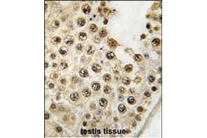 Formalin-fixed and paraffin-embedded human testis tissue reacted with DUSP10 Antibody (N-term) (ABIN392871 and ABIN2842282) , which was peroxidase-conjugated to the secondary antibody, followed by DAB staining. (DUSP10 antibody  (N-Term))