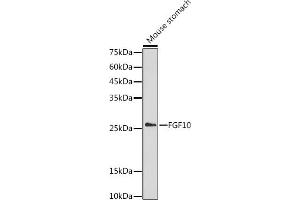 Western blot analysis of extracts of Mouse stomach, using FGF10 antibody (ABIN3021705, ABIN3021706, ABIN3021707 and ABIN6215566) at 1:1000 dilution. (FGF10 antibody  (AA 40-208))