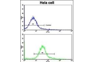 Flow cytometric analysis of hela cells using CA9 Antibody (Center)(bottom histogram) compared to a negative control cell (top histogram). (CA9 antibody  (AA 113-143))