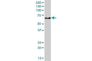 TNFRSF21 MaxPab polyclonal antibody. (TNFRSF21 antibody  (AA 1-655))